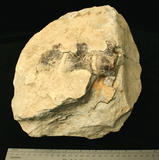 Click for more details.